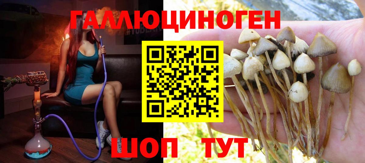 Псилоцибиновые грибы Psilocybine cubensis Жуковский